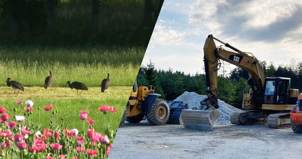Links vier Störche, rechts die Bau-Arbeiten.