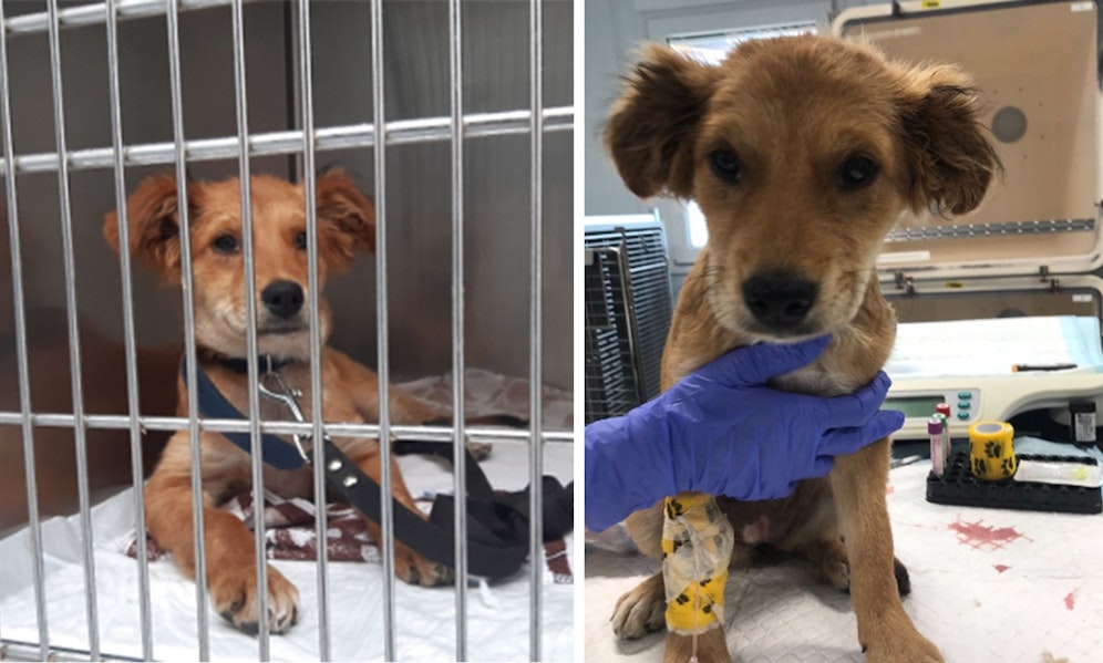 Ungefähr sechs Wochen alt, schwerkrank und ausgesetzt. Wir drücken 