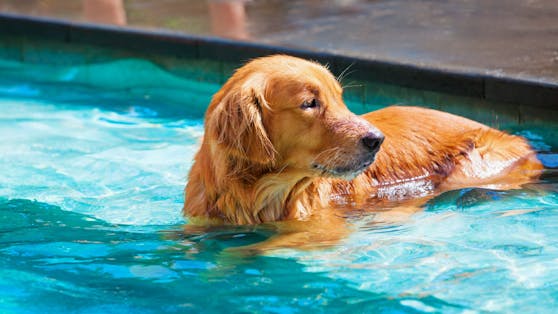 "Glöckchen klingeling" - Hündin Daisy war über die seltsamen Gäste in IHREM Pool wenig amüsiert.