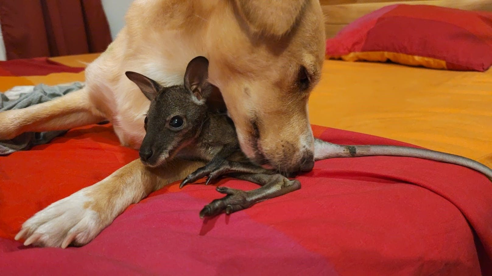 Trauer um Kängurubaby "Ferdinand" - im Bild mit Hund "Keks"