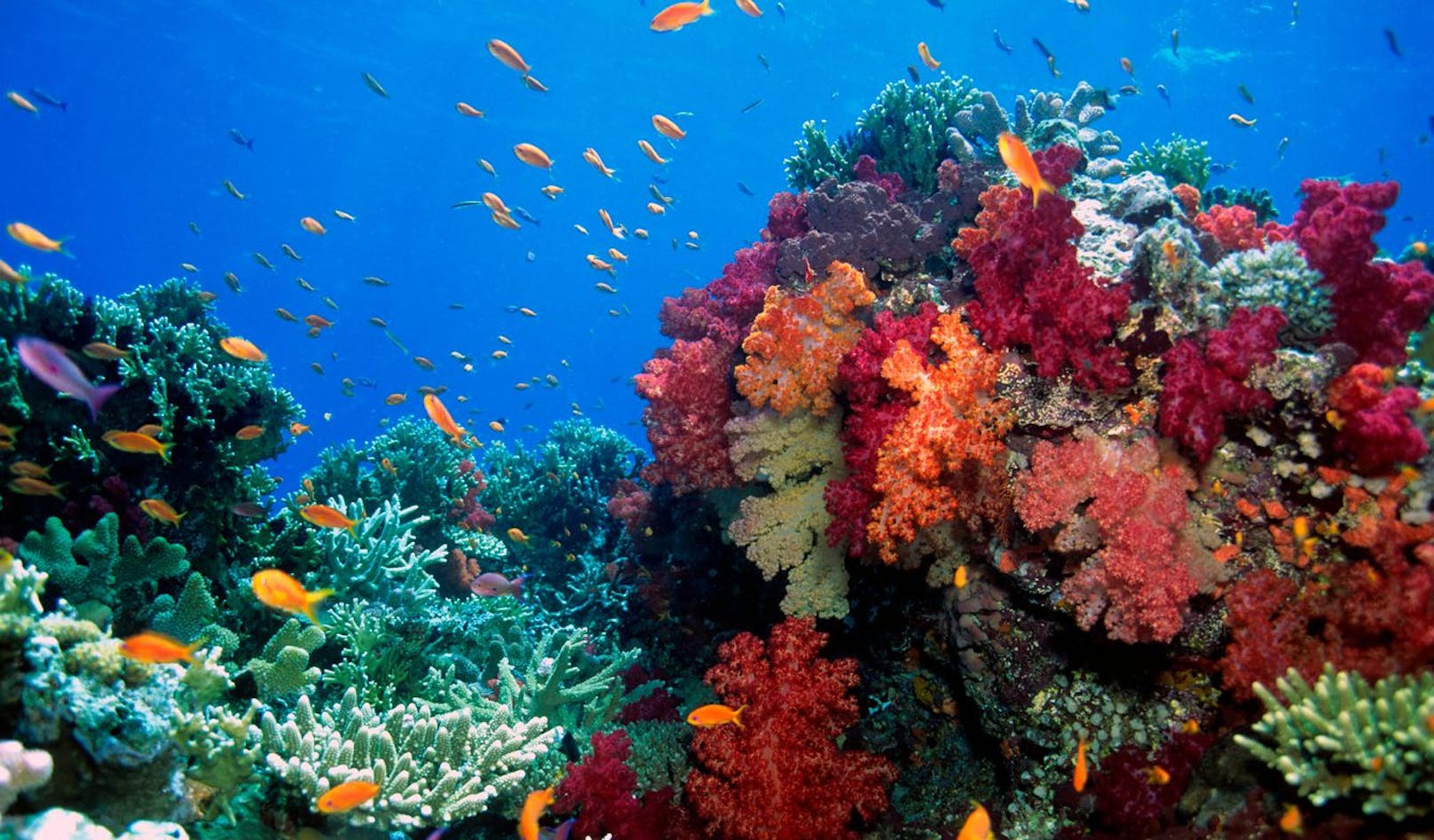 Weltweit sterben Korallenriffe aufgrund des Klimawandels.