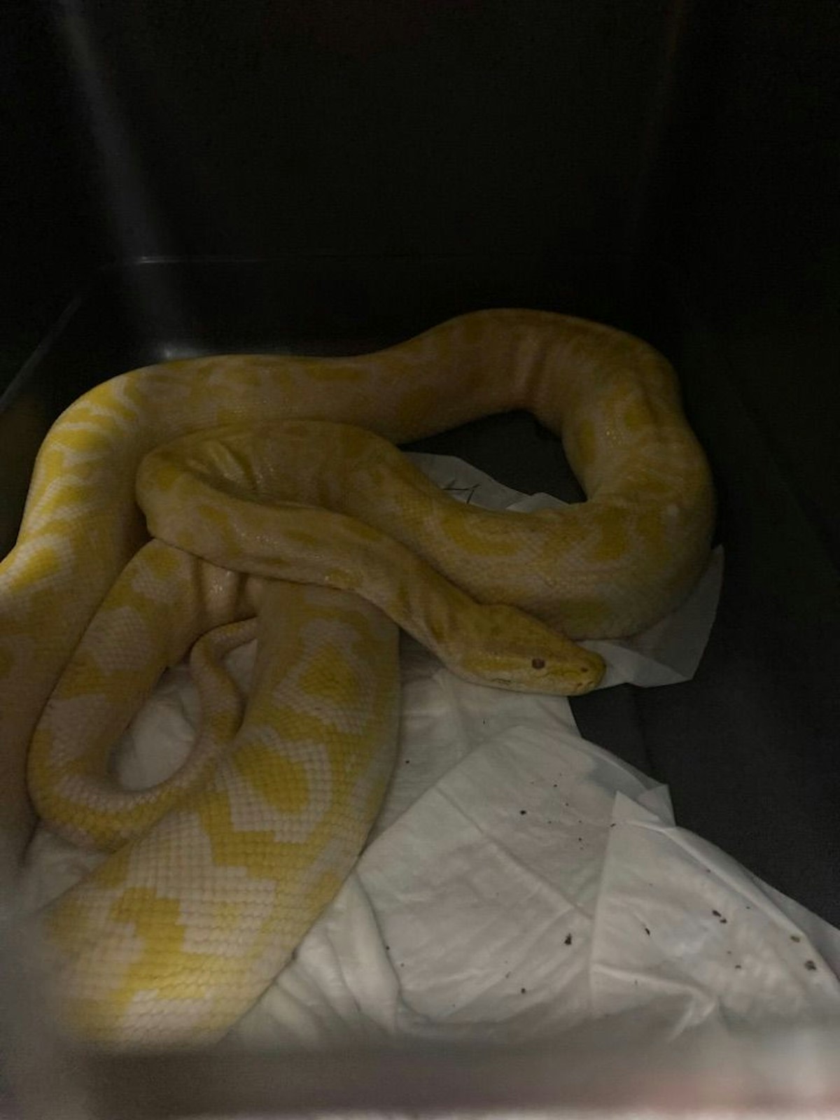 Im Bereich der Autokaderstraße 9 in Wien Floridsdorf versteckte sich dieser Tigerpython im Gebüsch.