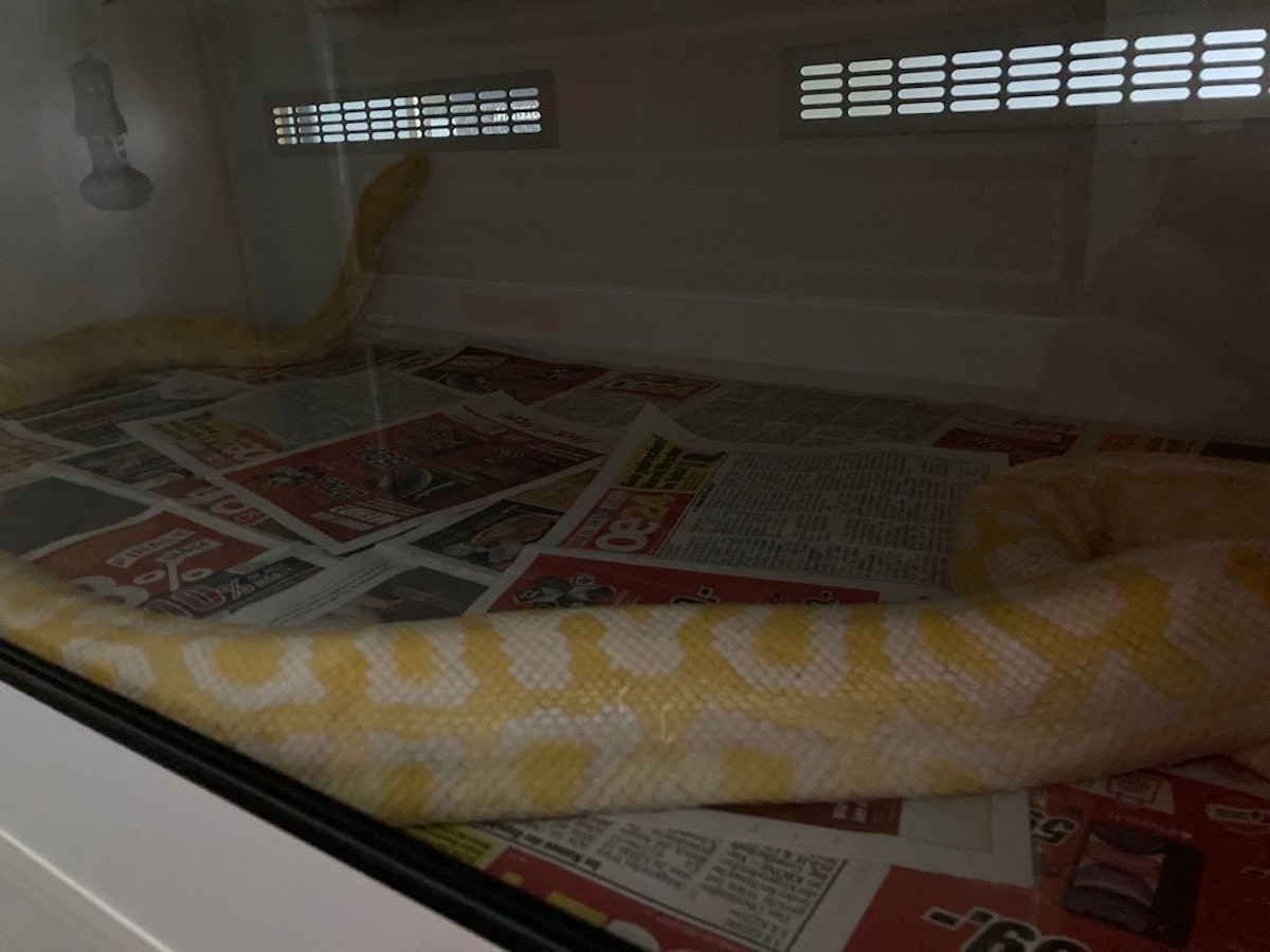 Im Bereich der Autokaderstraße 9 in Wien Floridsdorf versteckte sich dieser Tigerpython im Gebüsch.