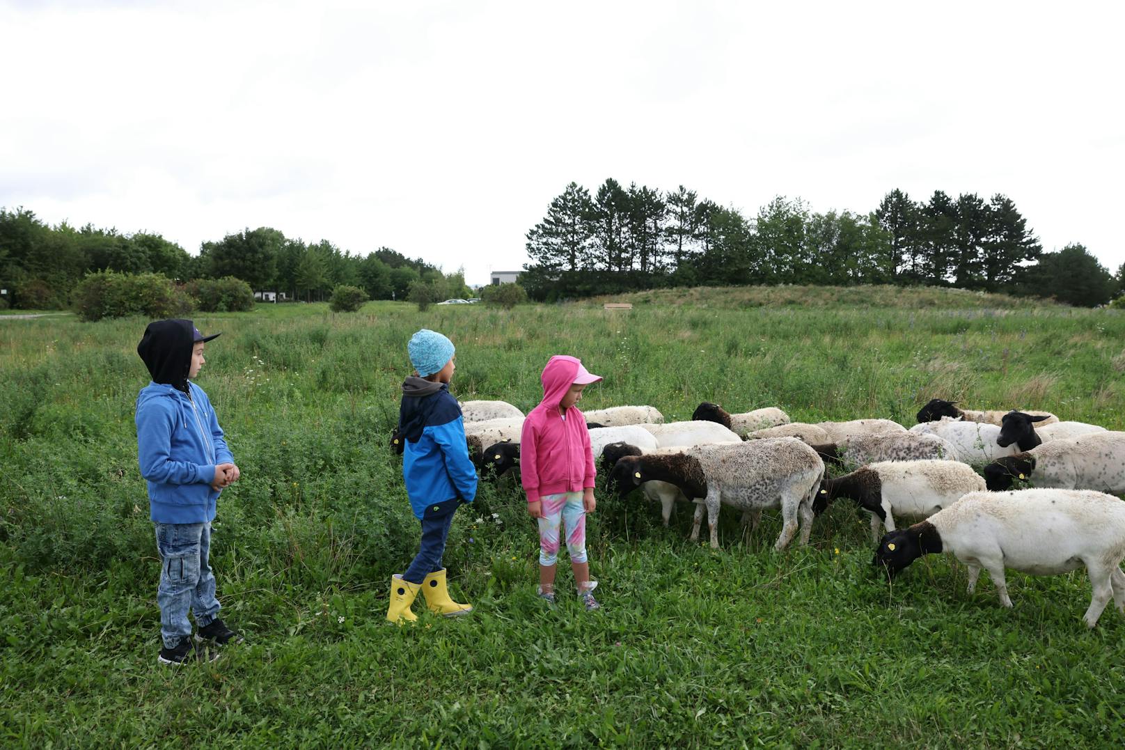 Anfangs waren (v.l.n.r.:) Noah (8), Erik (6) und Zoe (4) beim Schaf-Kontakt noch vorsichtig.