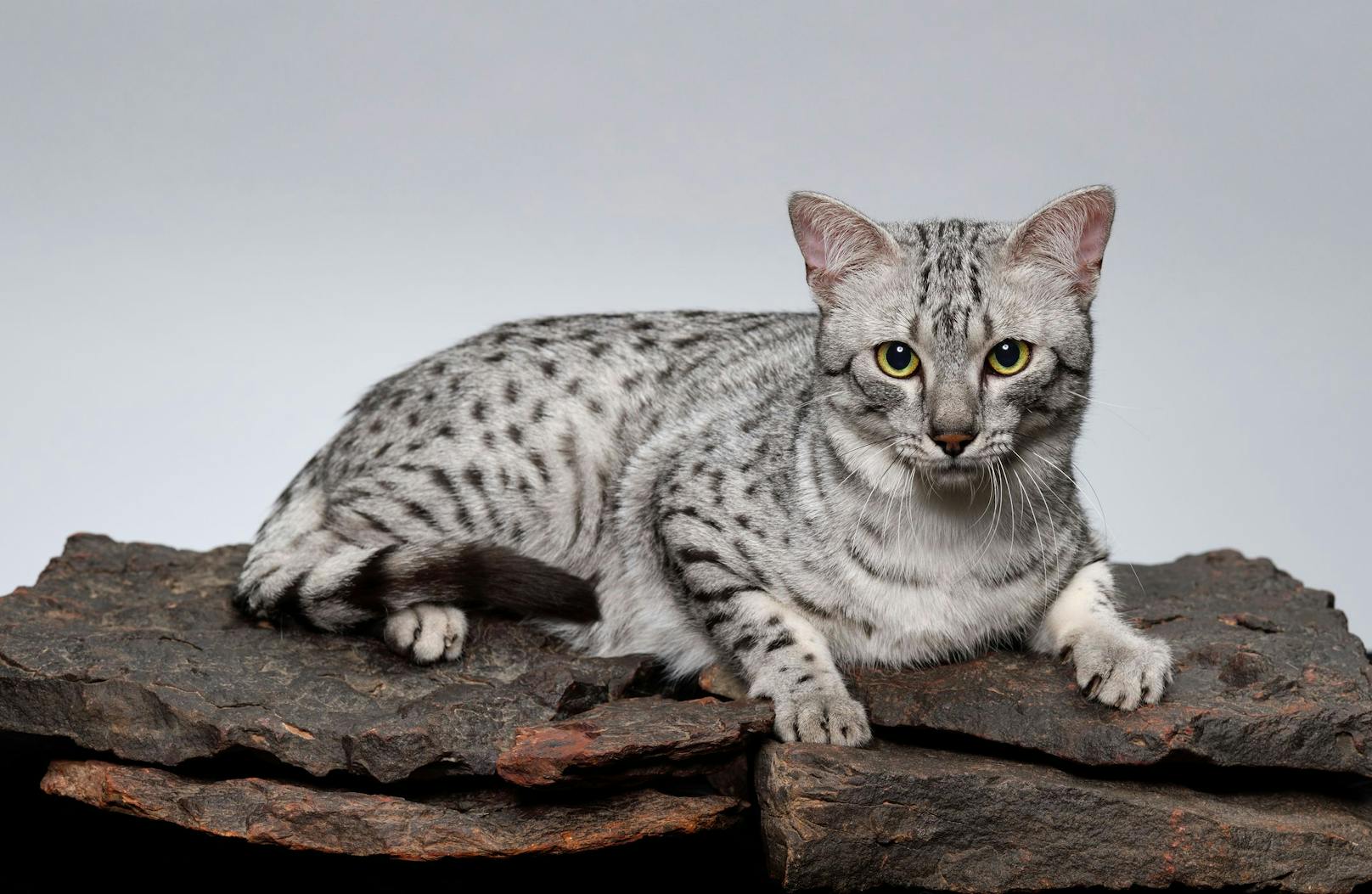 Diese Katzenrasse ist mehr als 3000 Jahre alt