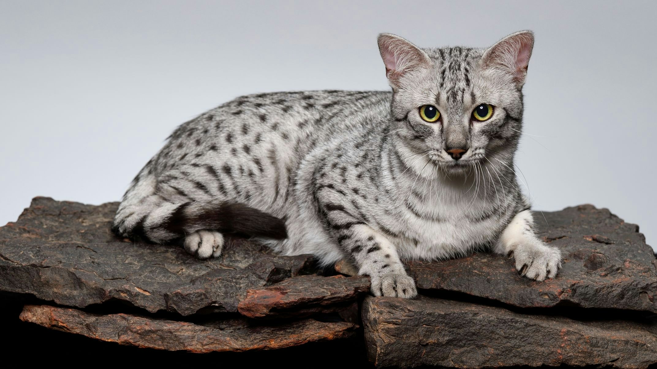 Dotted Gray color Egyptian Mau cat