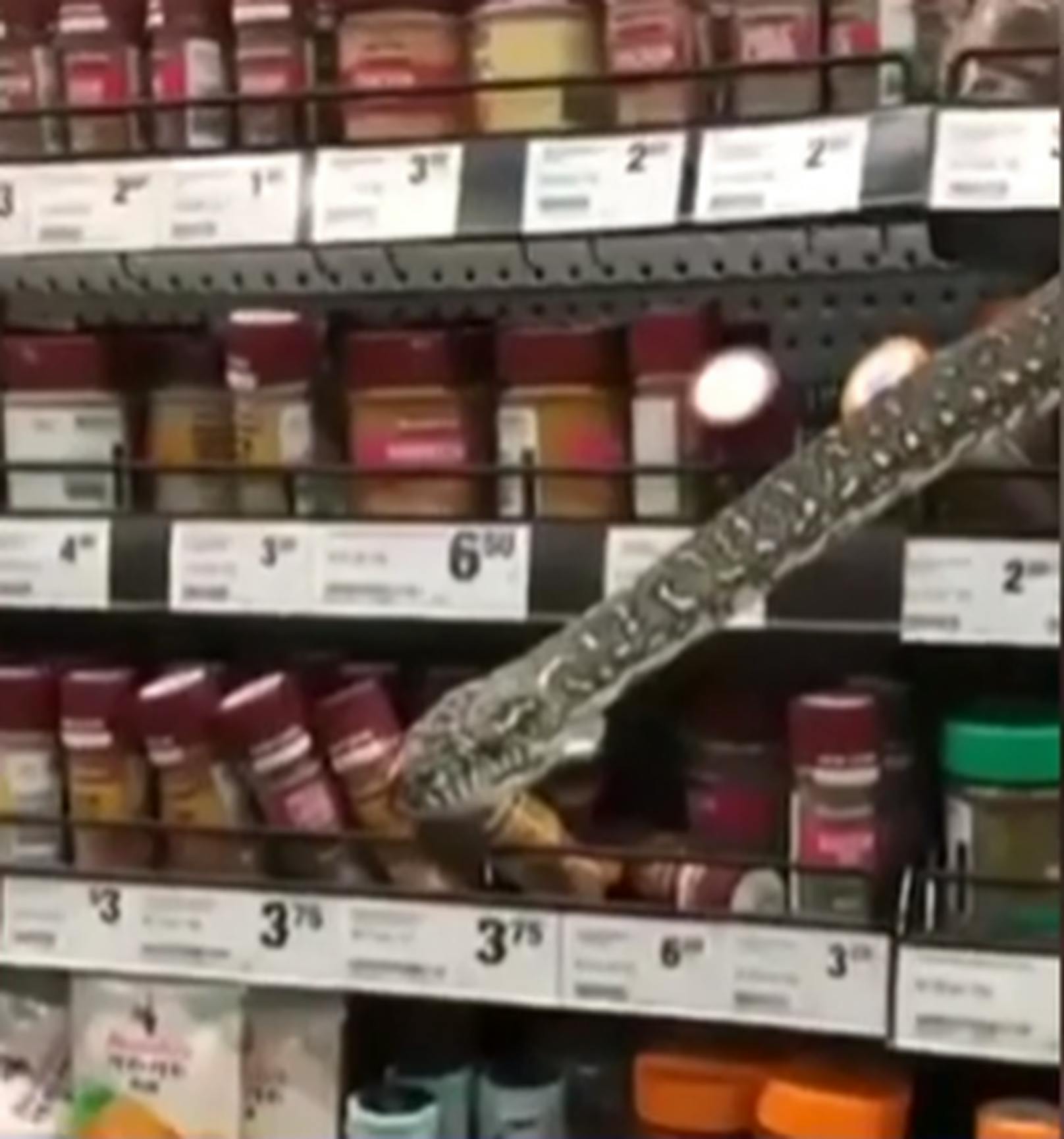 In einem Supermarkt bekam eine Kundin plötzlich Gesellschaft von einer Schlange. 