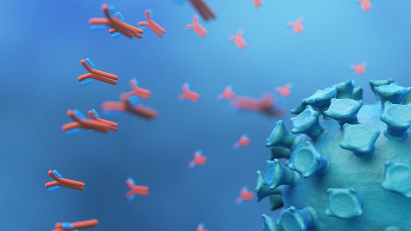 Antikörper (rot) attackieren das Coronavirus (blau).