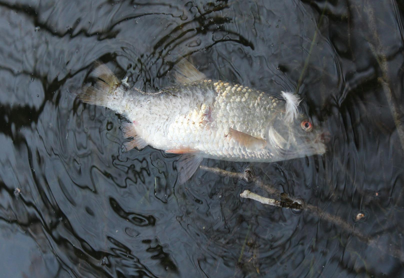 Zahlreiche Fische sind in dem Teich verendet.