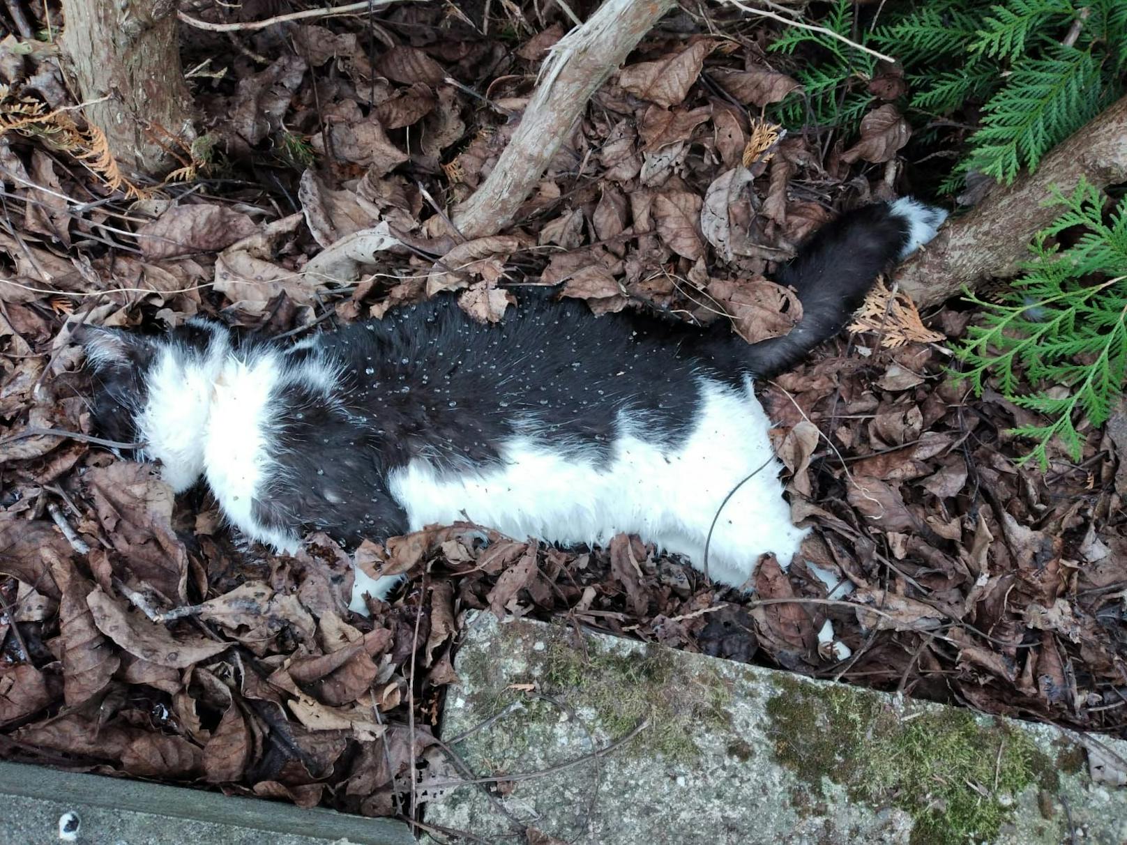 Bereits Ende April kam es im oberösterreichischen Reichersberg zu mehreren toten Katzen binnen weniger Tage. 