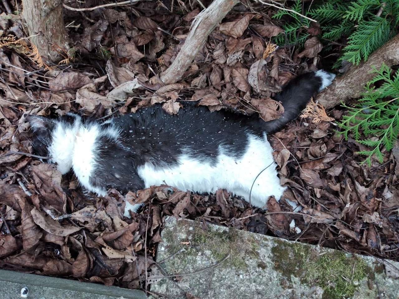 Heute.at - Nun steht es fest: Viele Katzen in OÖ grausam vergiftet
