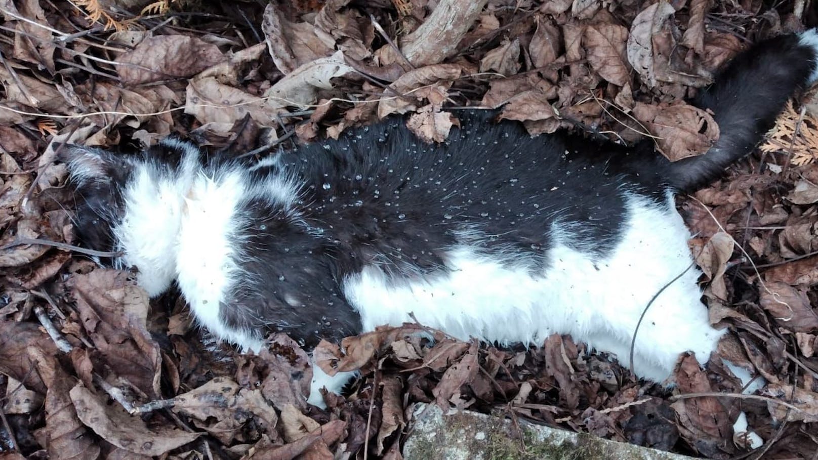 Bereits Ende April kam es im oberösterreichischen Reichersberg zu mehreren toten Katzen binnen weniger Tage. 