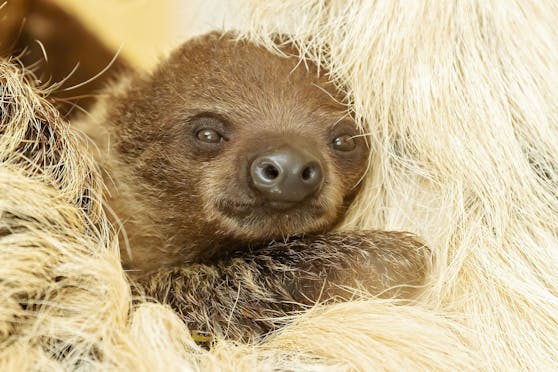 Noch hat sich das kleine Baby nicht unter's Fell sehen lassen. Wir sind gespannt.