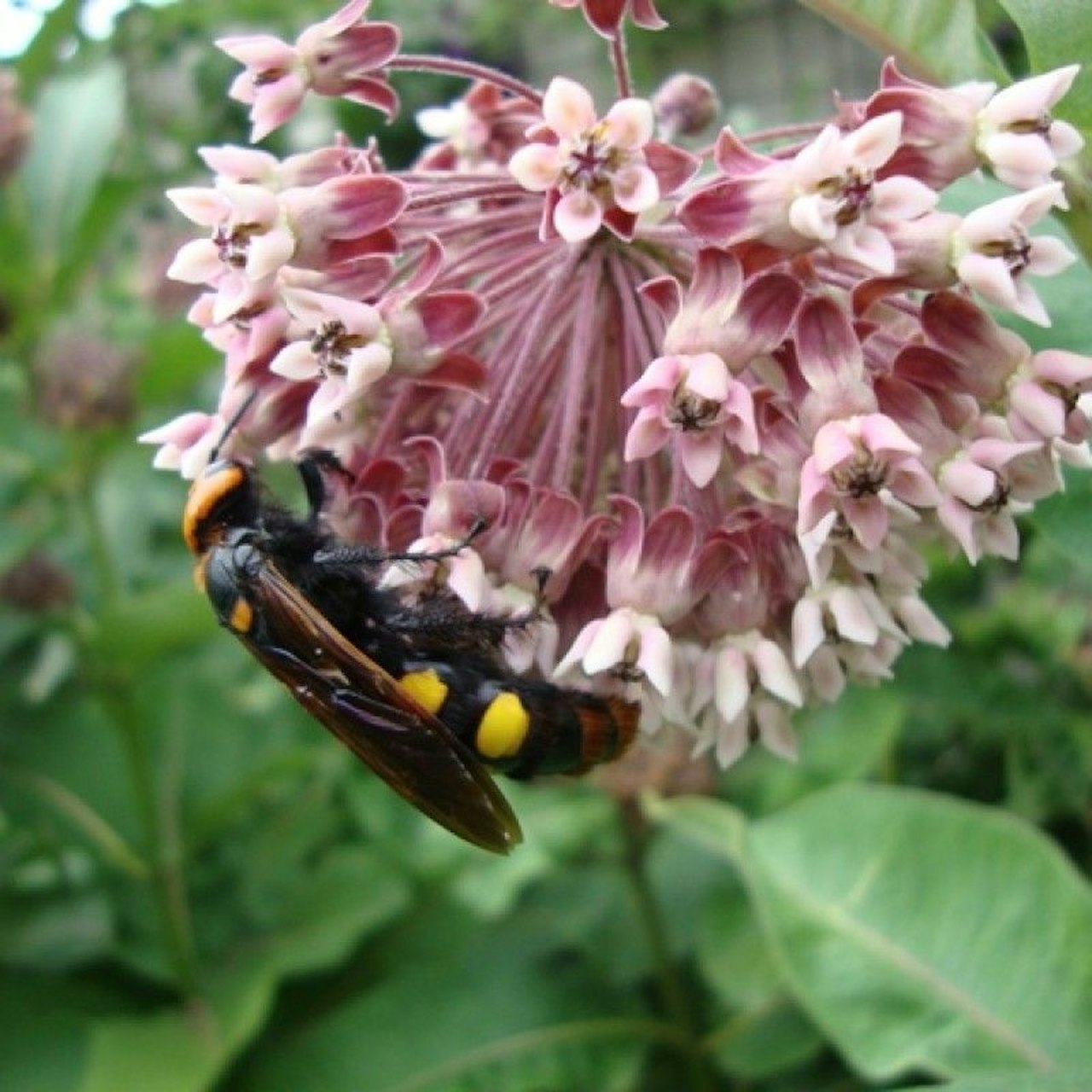 Heute.at - Hohenauer entdeckt seltene Dolchwespe in seinem Garten