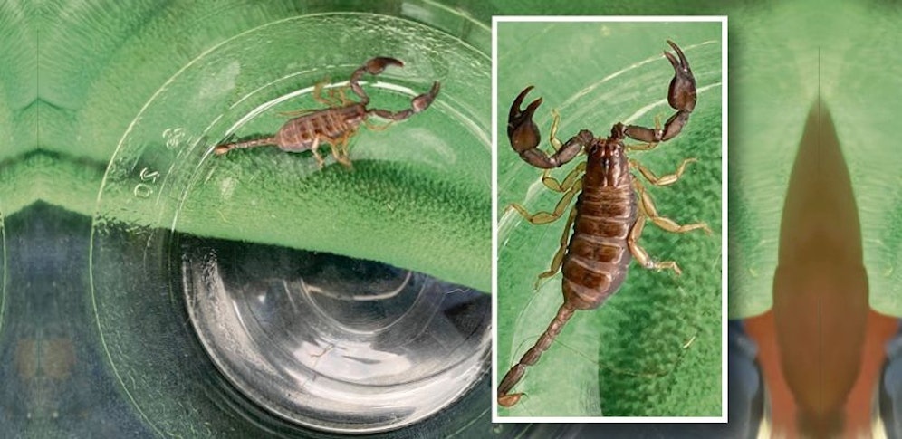 Der Skorpion kam als blinder Passagier aus dem Kroatien-Urlaub nach OÖ.