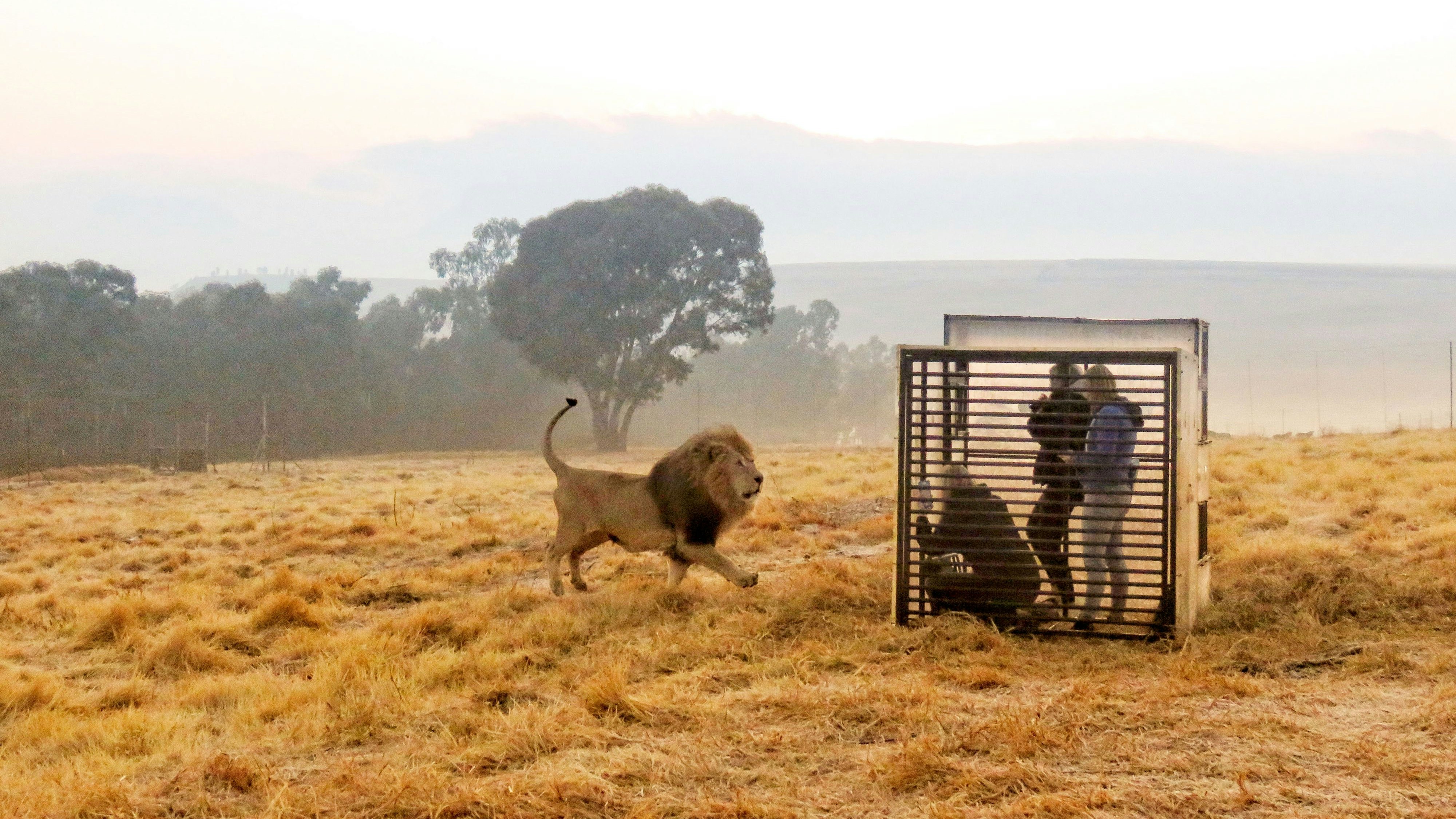 In Harrismith kann man die Großkatzen aus nächster Nähe beobachten. 