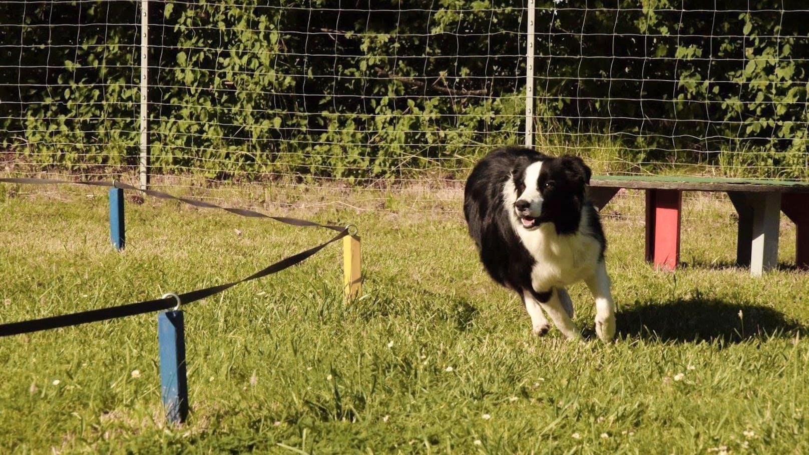 Beim Longieren werden Hunde über Distanz rund um einen Kreis geschickt - Tricks inklusive. Ein toller Spaß. 