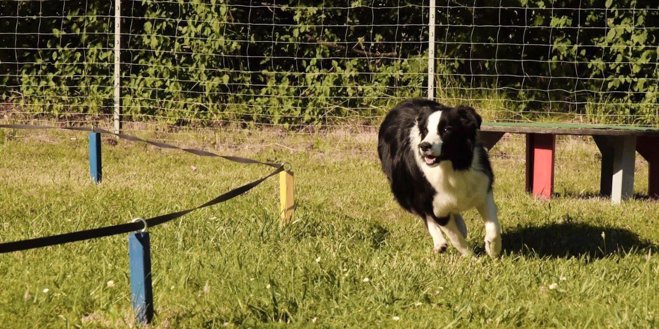 Hü-Hott, Galopp? Nein – jetzt werden Hunde longiert - Vimarsana News