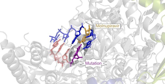 Der antivirale Wirkstoffkandidat Molnupiravir (gelb) wird in die virale RNA eingebaut und führt dort zu Mutationen (violett), welche letztendlich die Vermehrung des Virus verhindern.&nbsp;