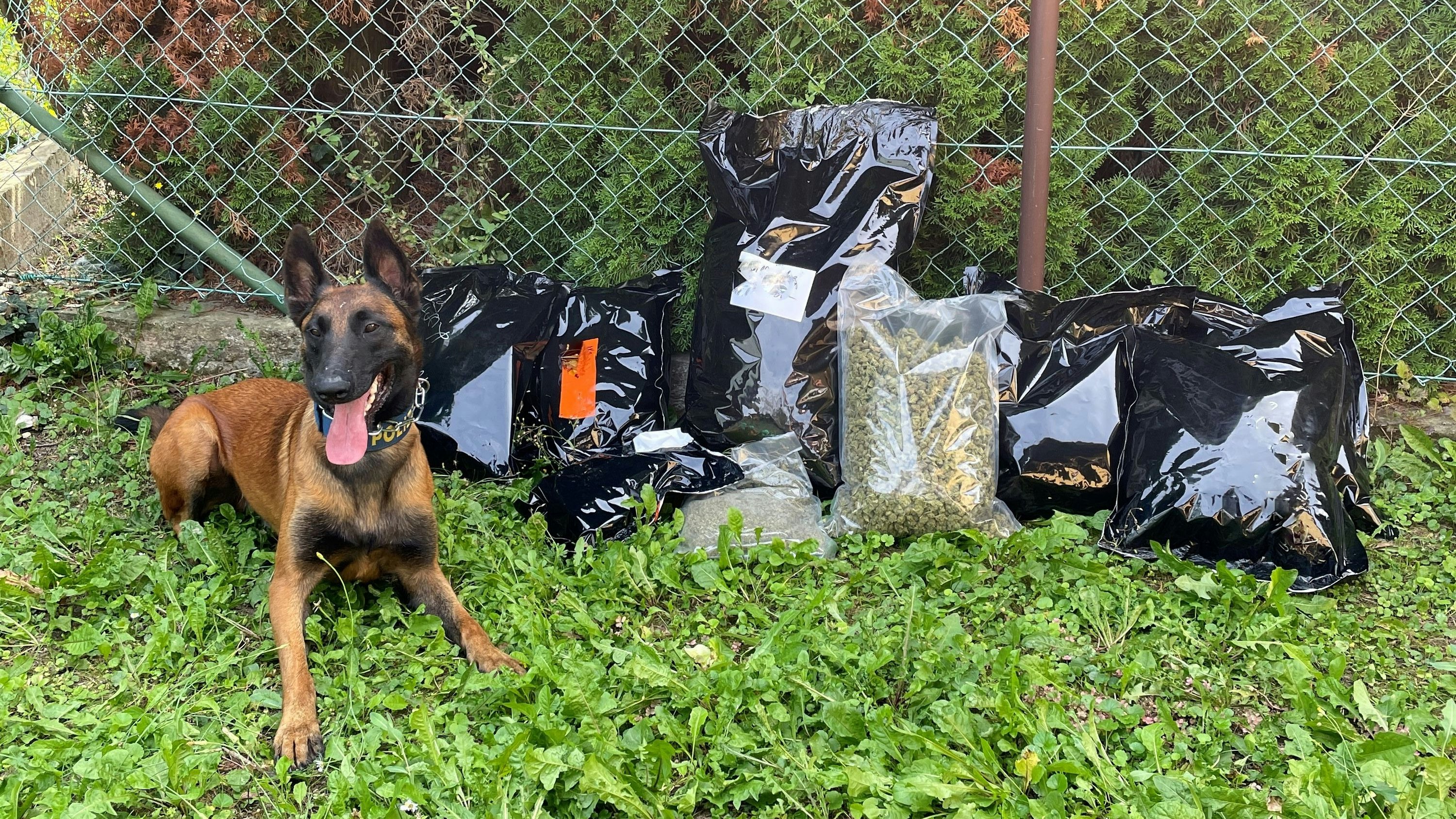 Die Beamten konnten mithilfe eines Suchtmittelspürhundes zehn Kilo Marihuana sicherstellen.