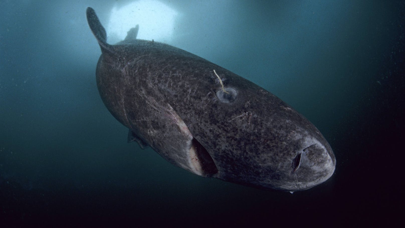 Faszinierend. Grönlandhaie wachsen und altern so langsam, dass die meisten aus dem 17. Jahrhundert stammen. 