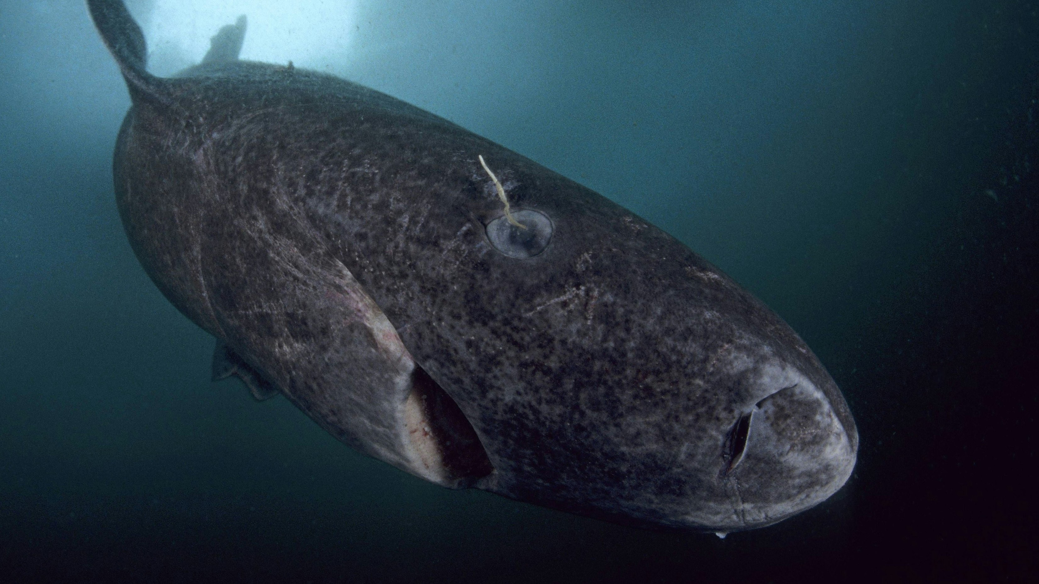 Heute.at - Was ist das? – Seltsames Wesen unter dem Eis entdeckt