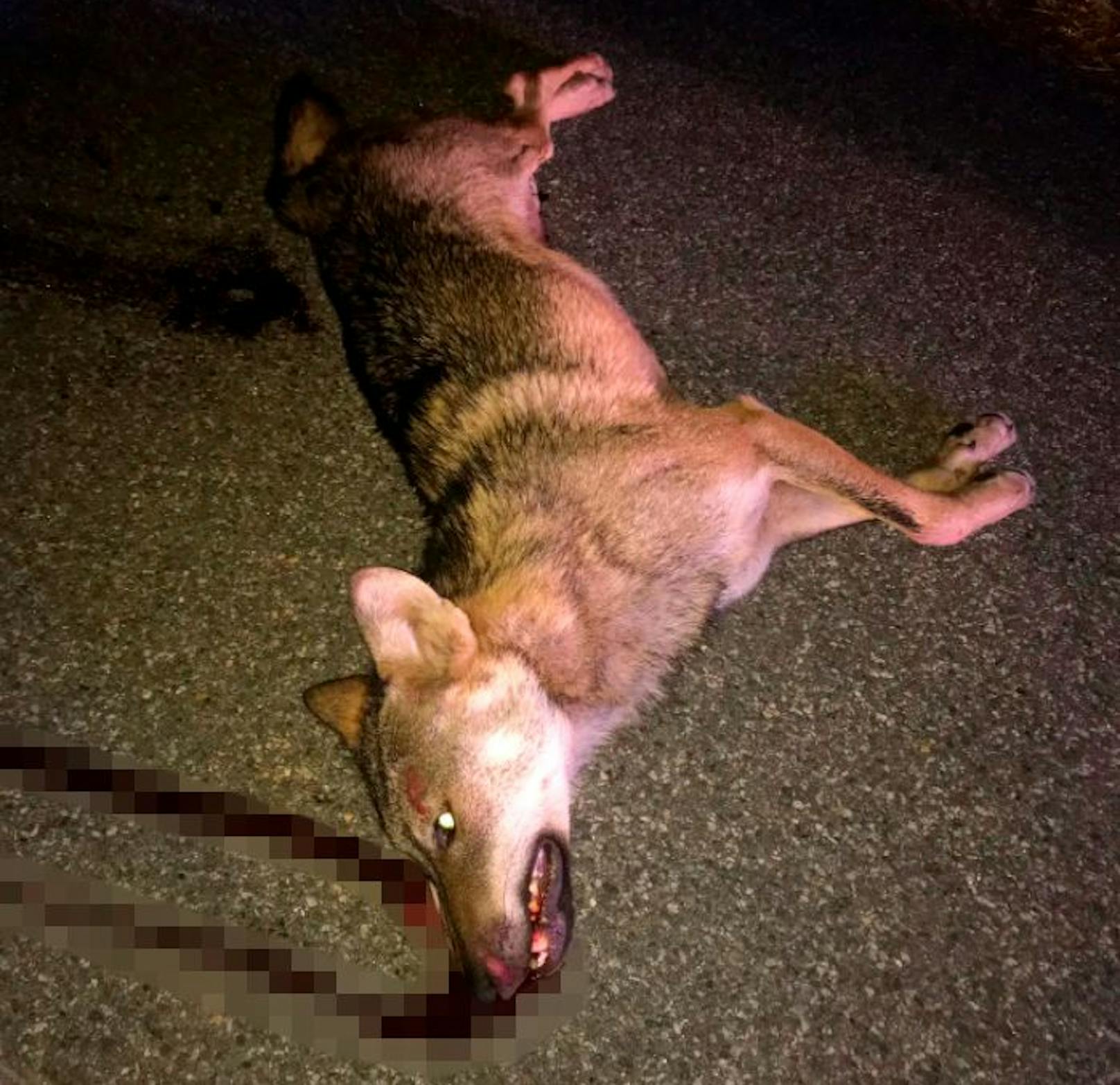 Dieser junge Wolf wurde auf der A12 totgefahren