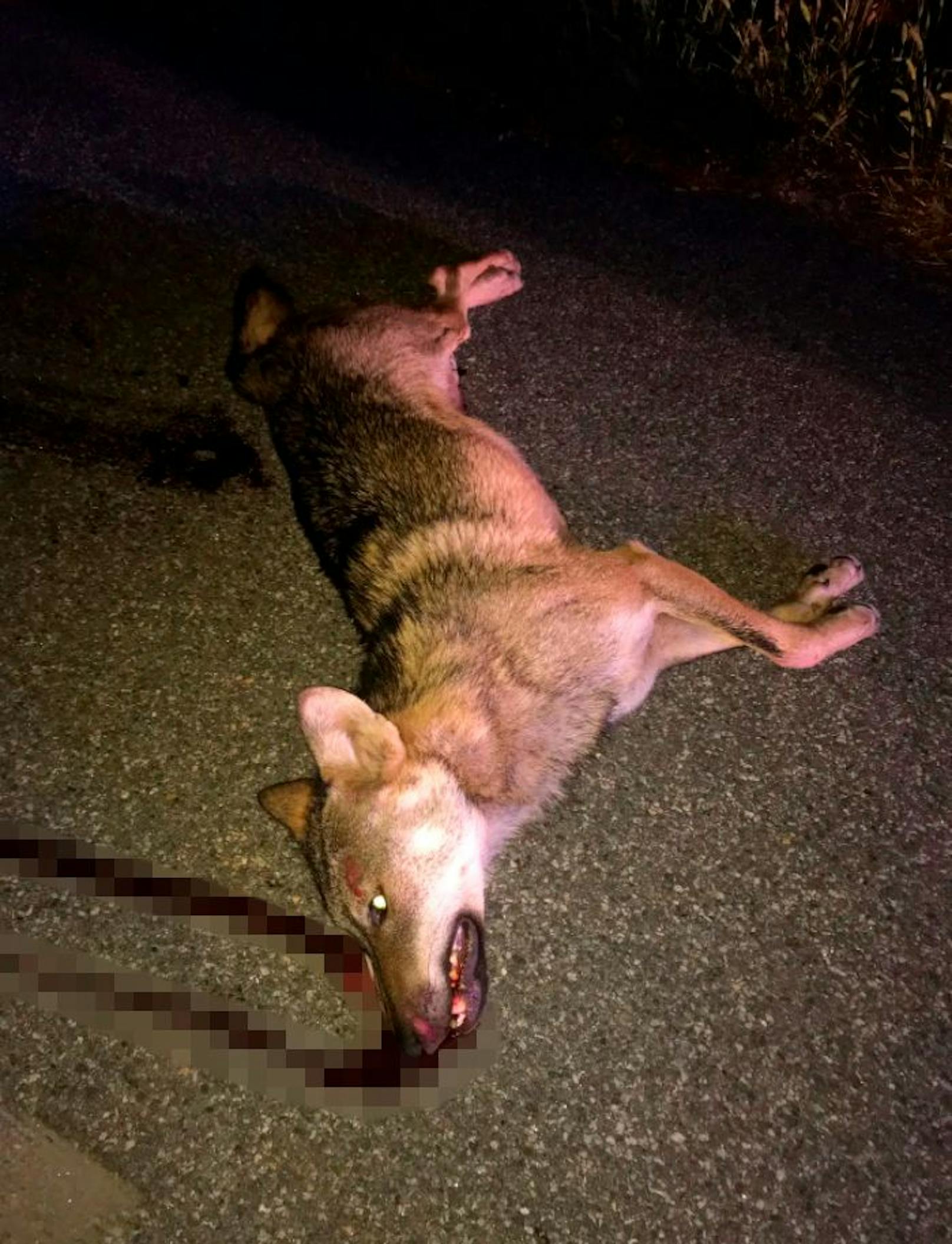 Wilder Wolf bei Autobahn-Crash mit Pkw getötet
