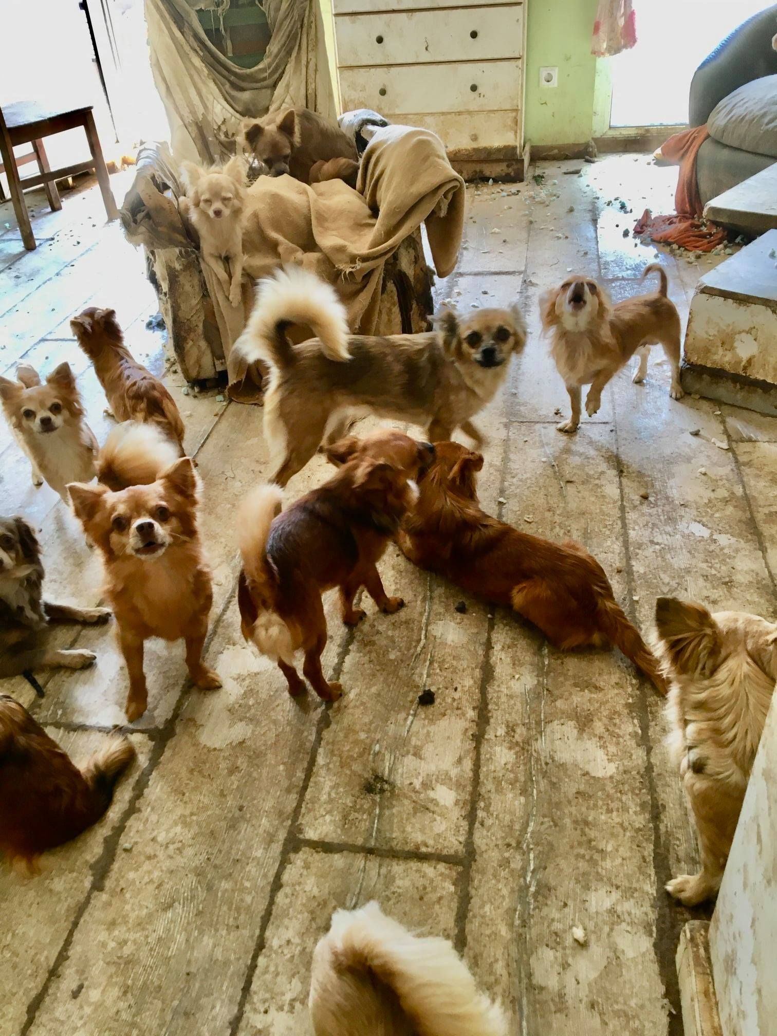 Einige der vielen Hündchen.
