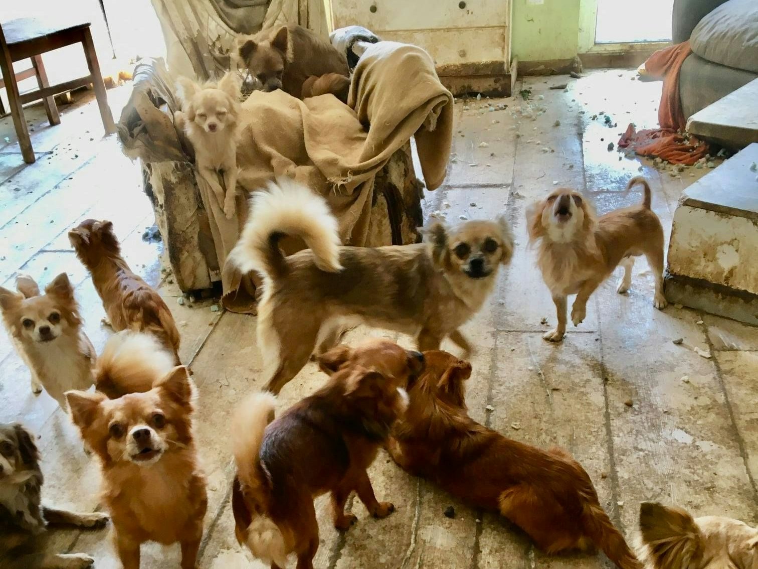 Einige der vielen Hündchen.