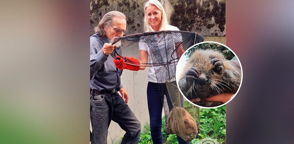 Tierrettung OÖ-Obmann Willy Schnebel und seine Kollegin Daniela Bachmaier fingen den Biber mit einem Kescher ein.