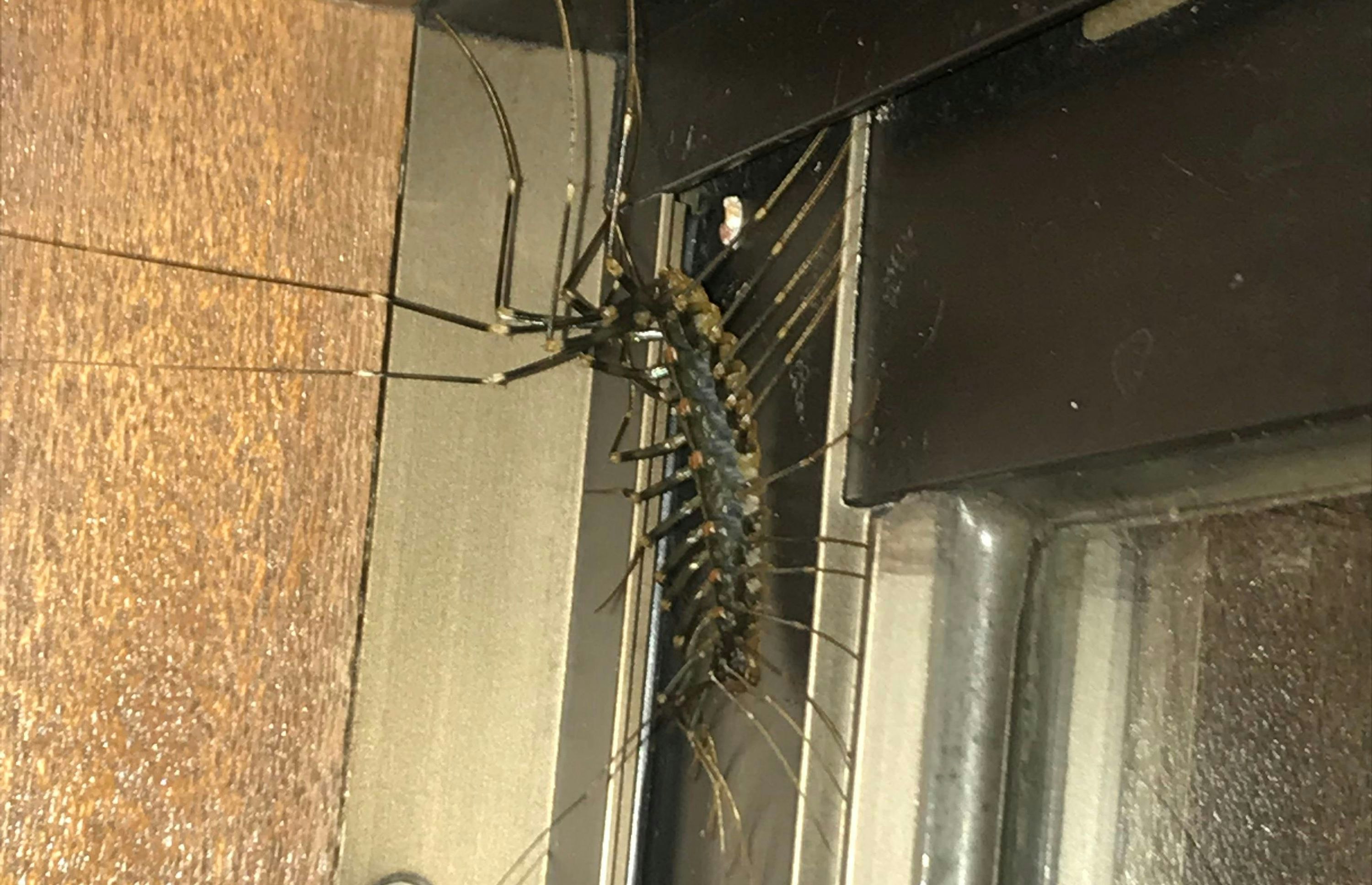 Dieses unheimliche Insekt ruft bei vielen Ekel-Gefühle hervor.