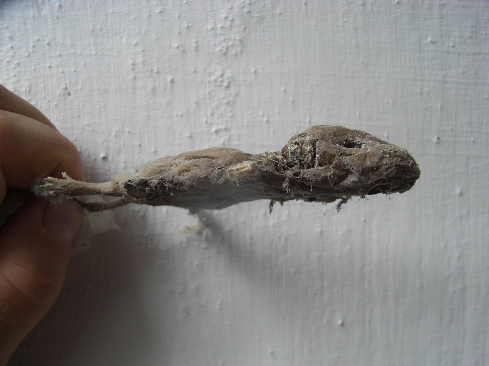 Die Maus wurde von Schlossermeister Bübl gefunden - er schätzt sie auf 30 Jahre