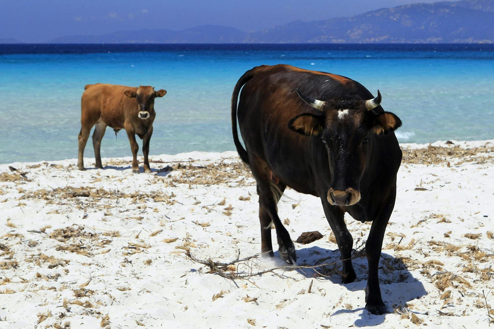 Die Kühe auf Korsika werden immer aggressiver.