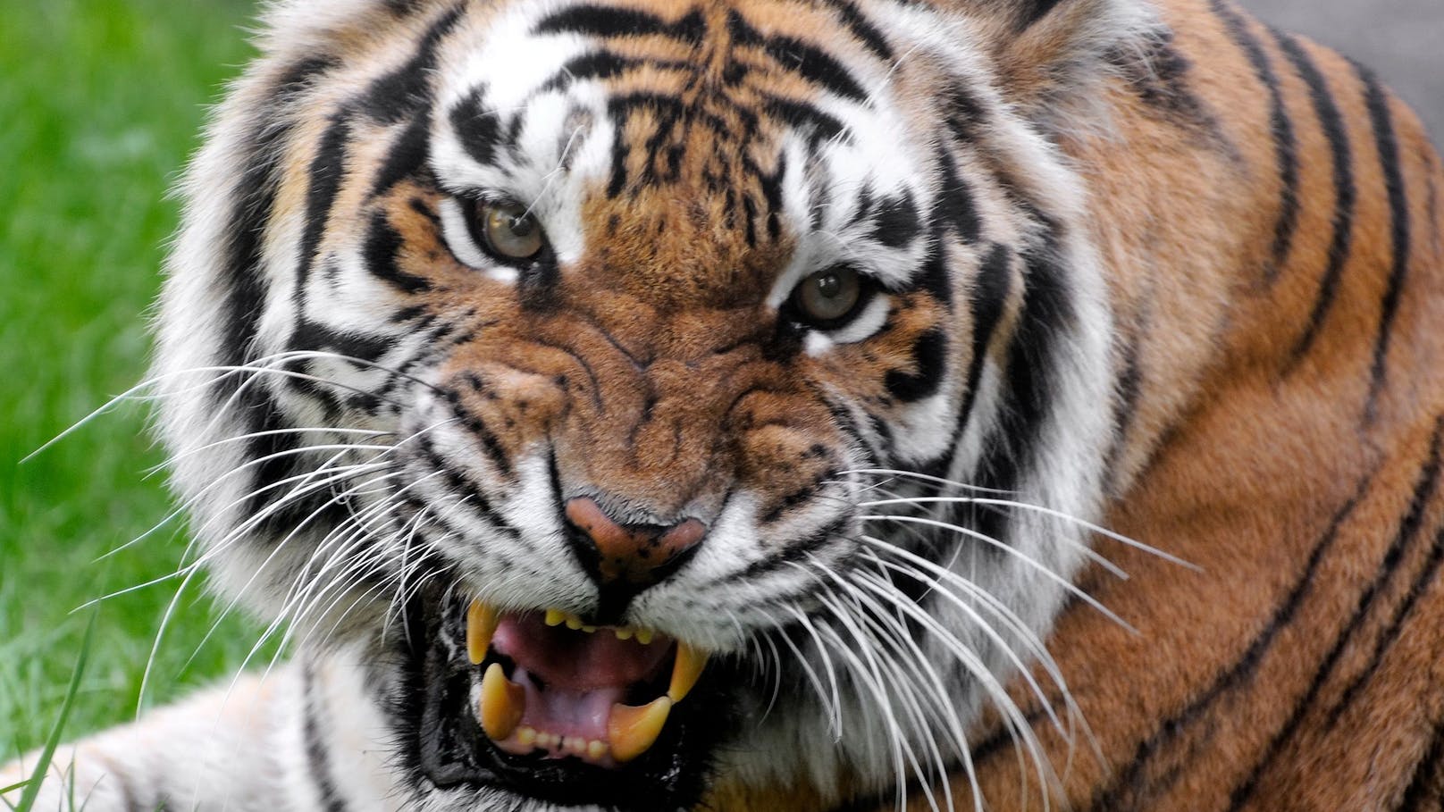 Ein&nbsp;weiblicher Tiger soll einen Holfarbeiter angegriffen haben, um ihre Jungen zu füttern (Symbolfoto).