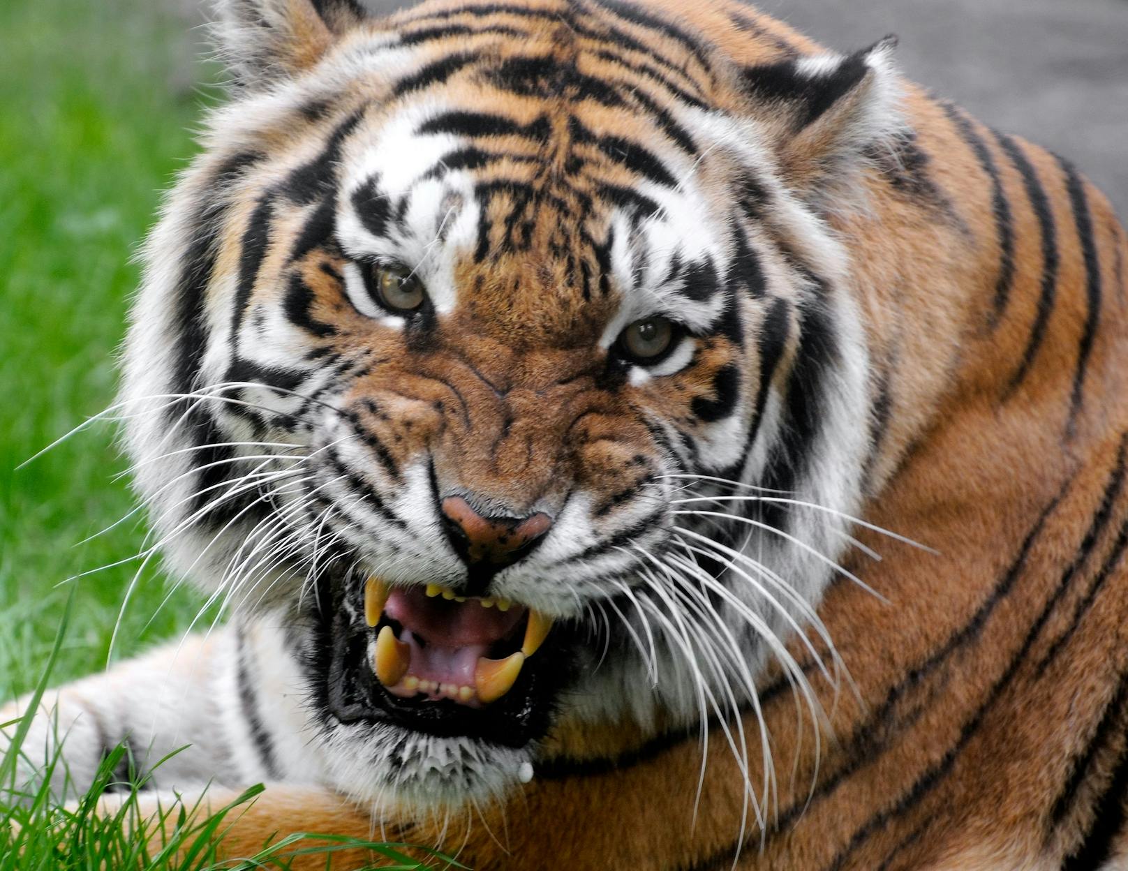Tiger attackiert Holzfäller auf Plumpsklo, zerfetzt ihn