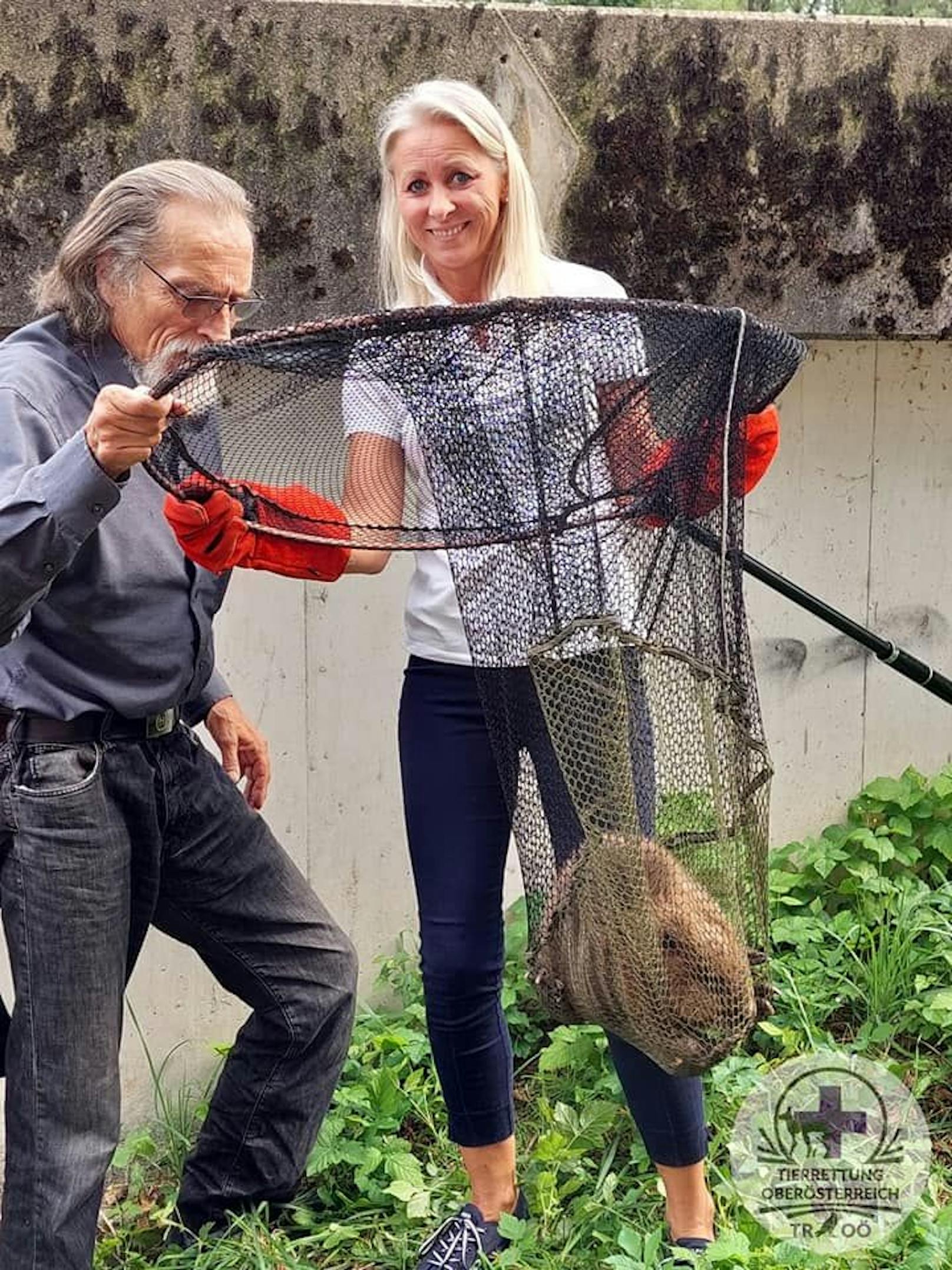 Die Biber-Rettung ist Chef-Sache. Tierrettung OÖ-Obmann Willy Schnebel und seine Kollegin Daniela Bachmaier fingen den Biber mit viel Fingerspitzengefühl mit dem Kescher ein.