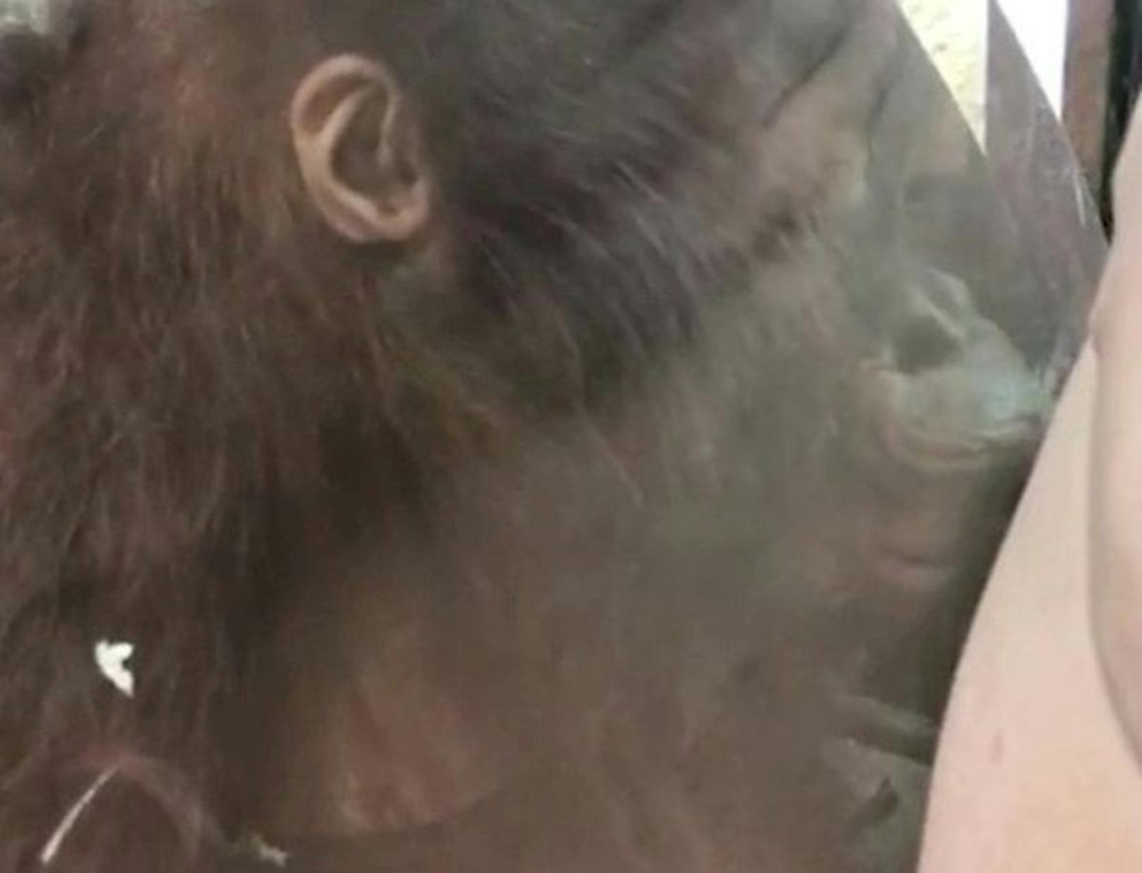 Das Orang-Utan-Baby beugte sich nach vorne und küsste den kleinen Babybauch der werdenden Mutter durch das Glas.