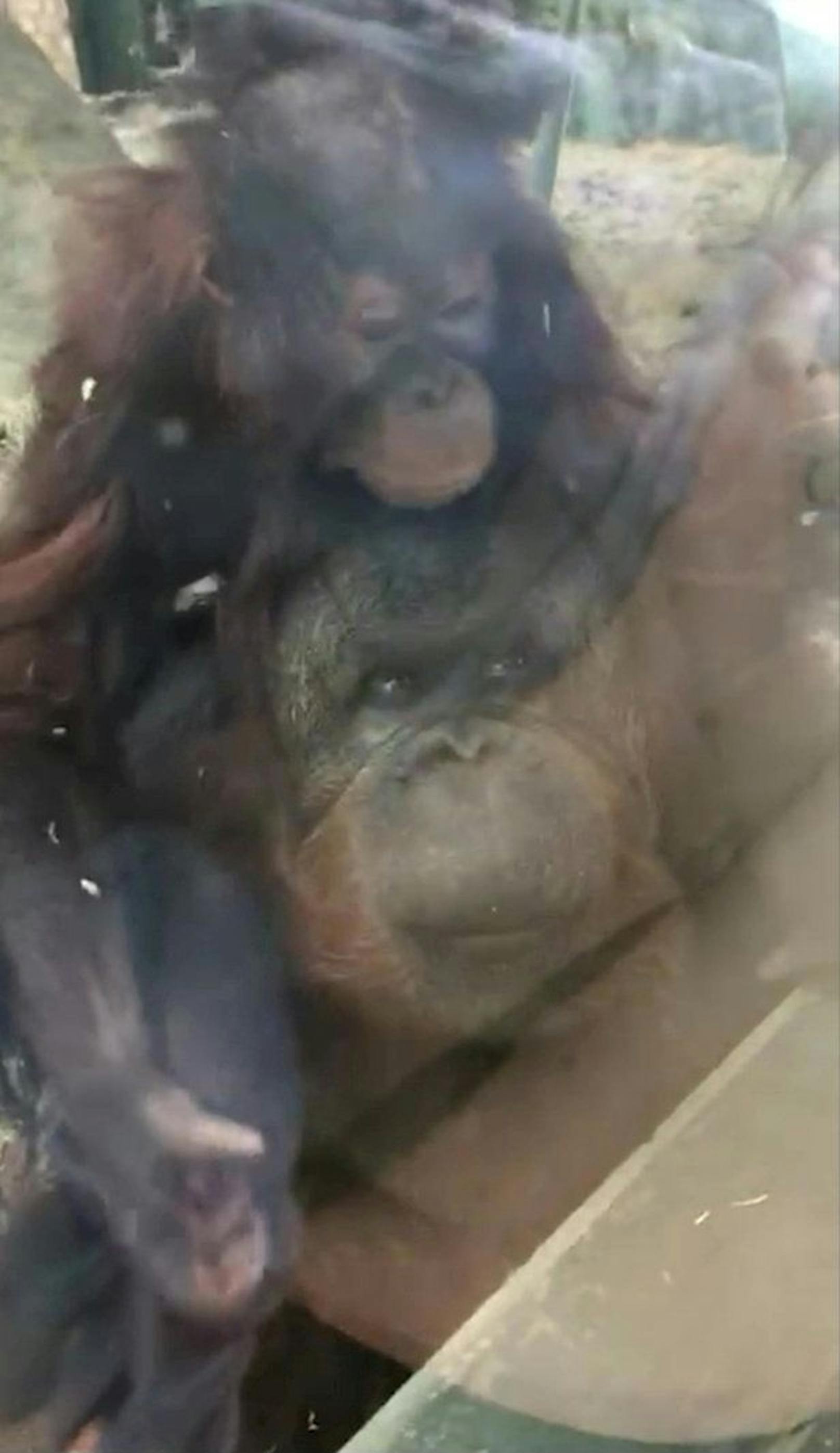 Das Orang-Utan-Baby und seine Mutter aus dem&nbsp;Twycross Zoo in Leicestershire hatten die werdende Mutter schon länger beobachtet.