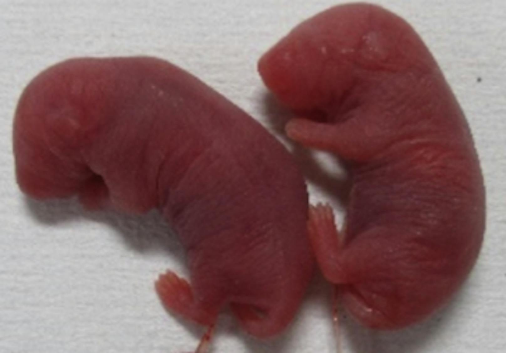 Das Sperma, mit dem diese beiden Mäuse gezeugt wurden, hat eine lange Reise hinter sich.