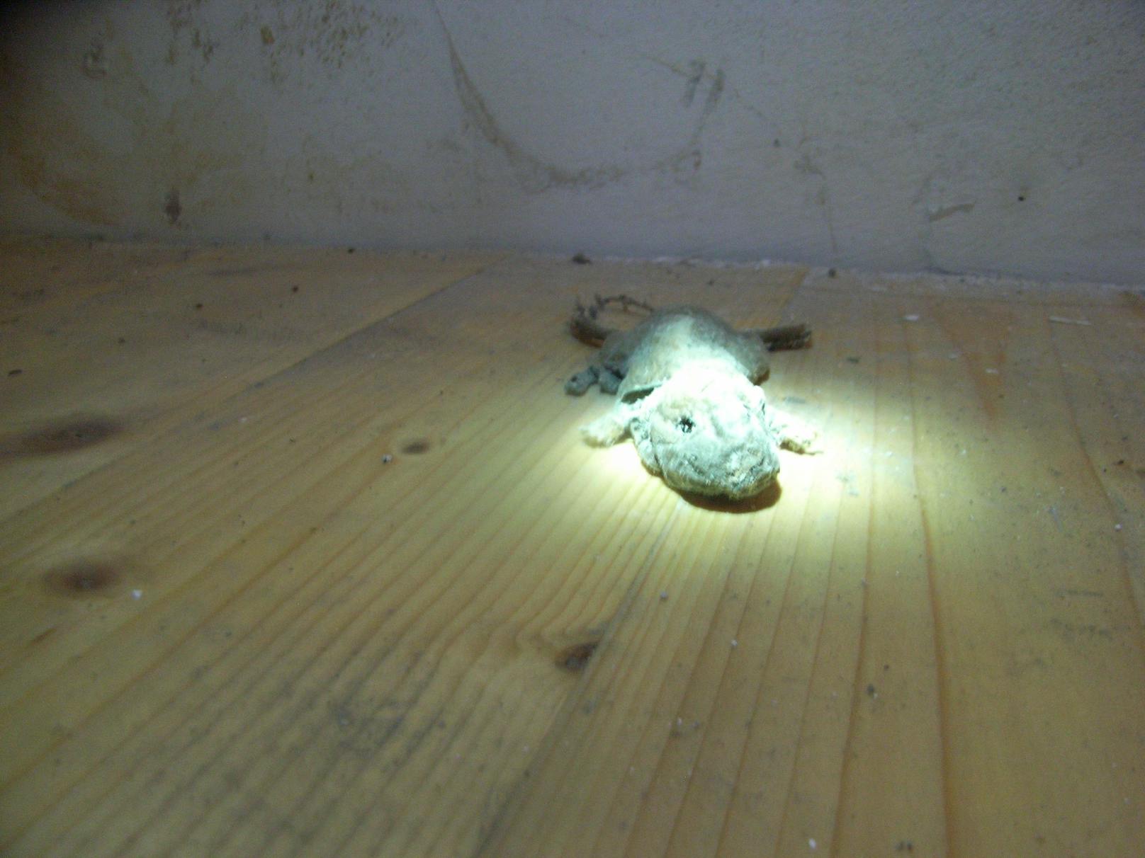 Die Maus wurde von Schlossermeister Bübl gefunden - er schätzt sie auf 30 Jahre