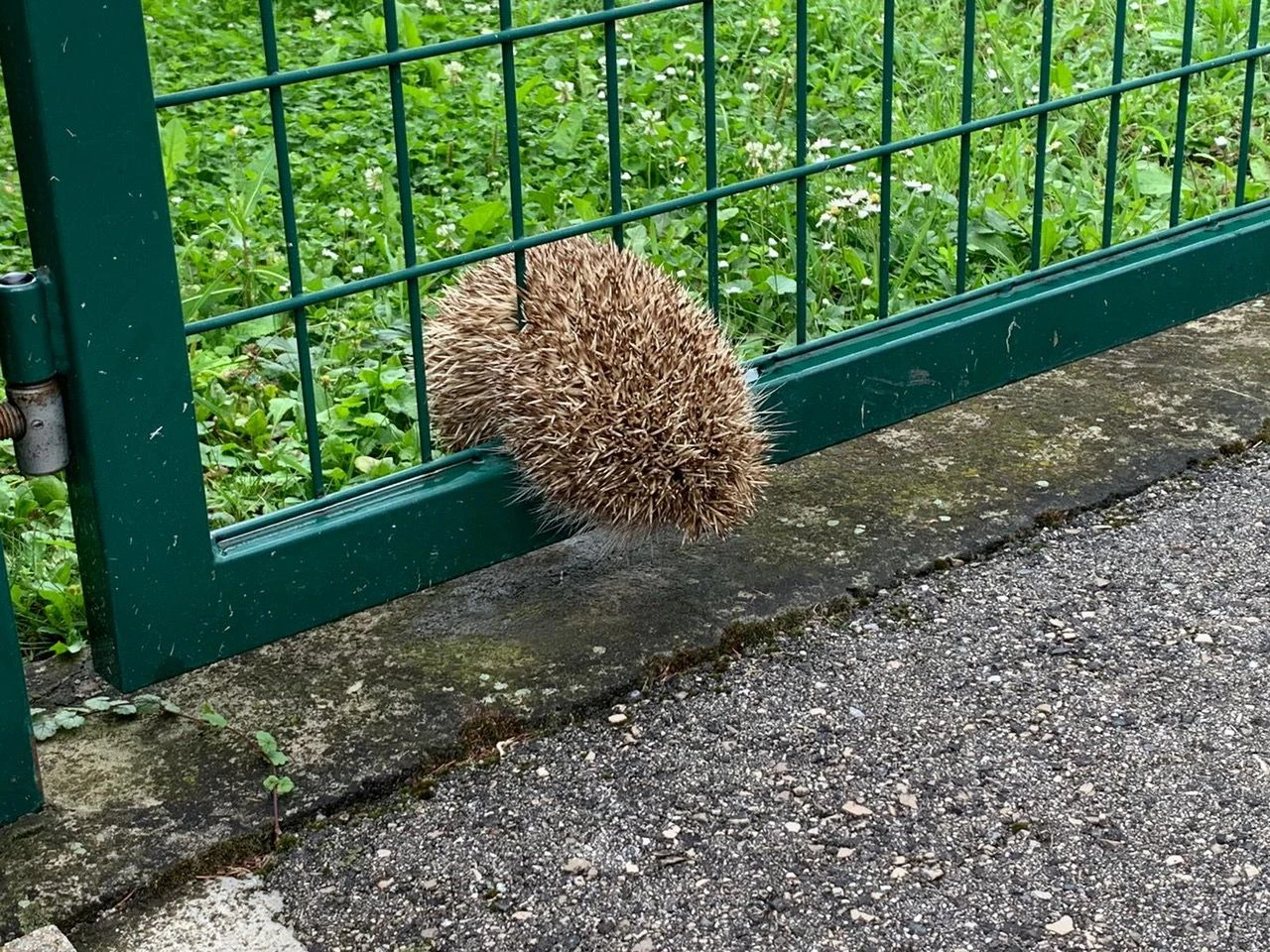 Dieser Igel konnte gerettet werden.