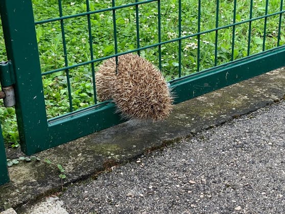 Dieser Igel konnte gerettet werden.