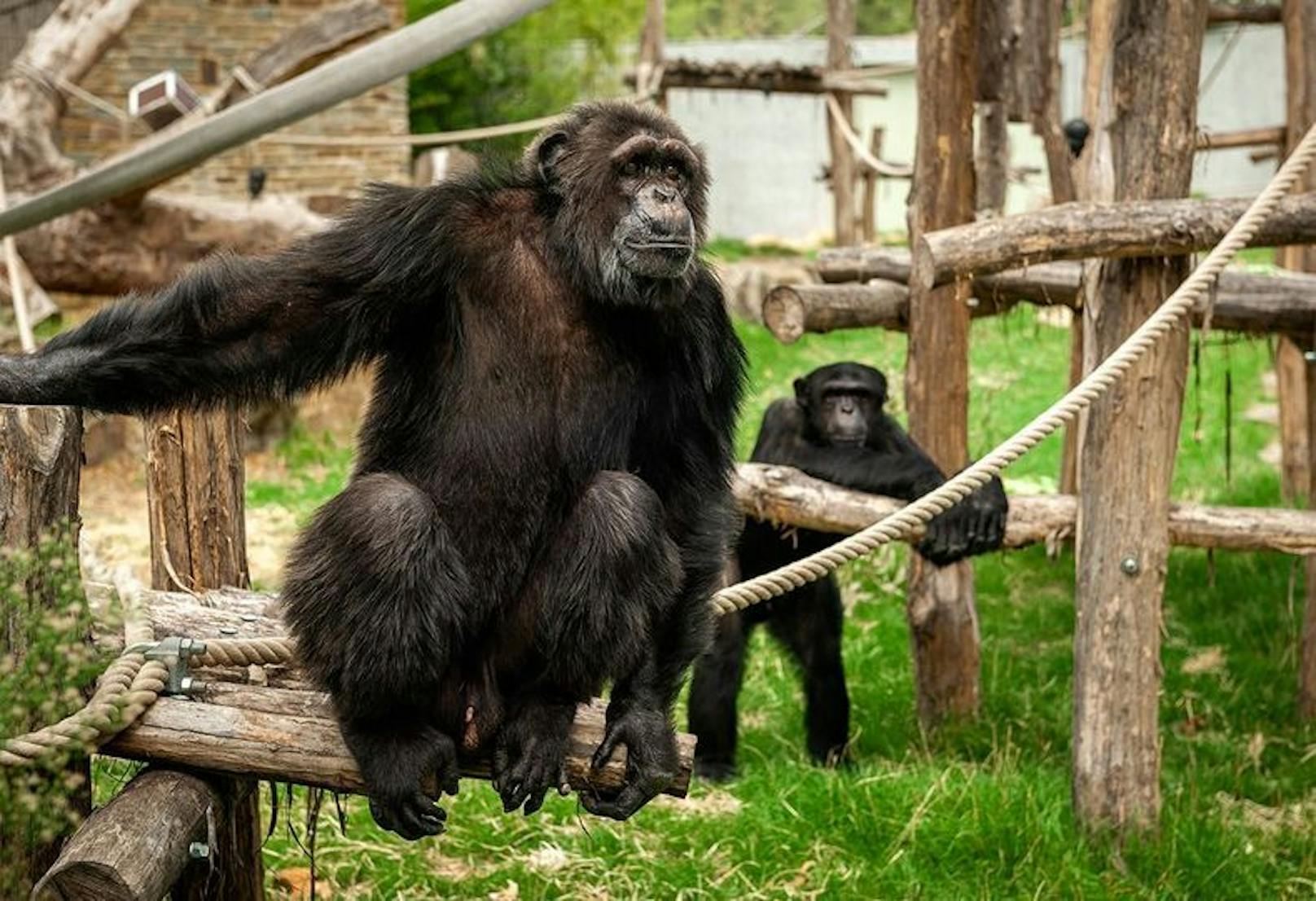 Schimpansen-Männchen Chita hat es einer Zoo-Besucherin besonders angetan.