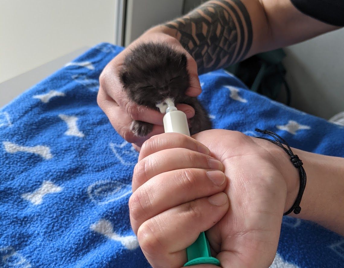 Zurückgelassene Babykatze wird nun wieder aufgepäppelt und versorgt.