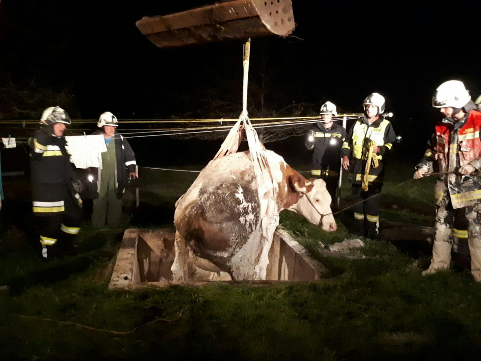 800 Kilo-Kuh mit Bagger aus Grube befreit