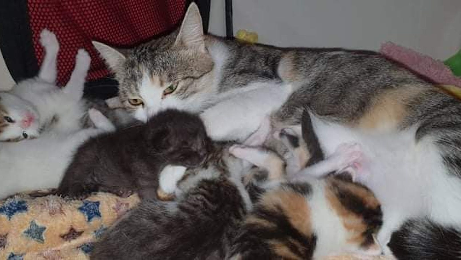 Das Baby wurde im Tierquartier schon in die Katzenfamilie aufgenommen.&nbsp;