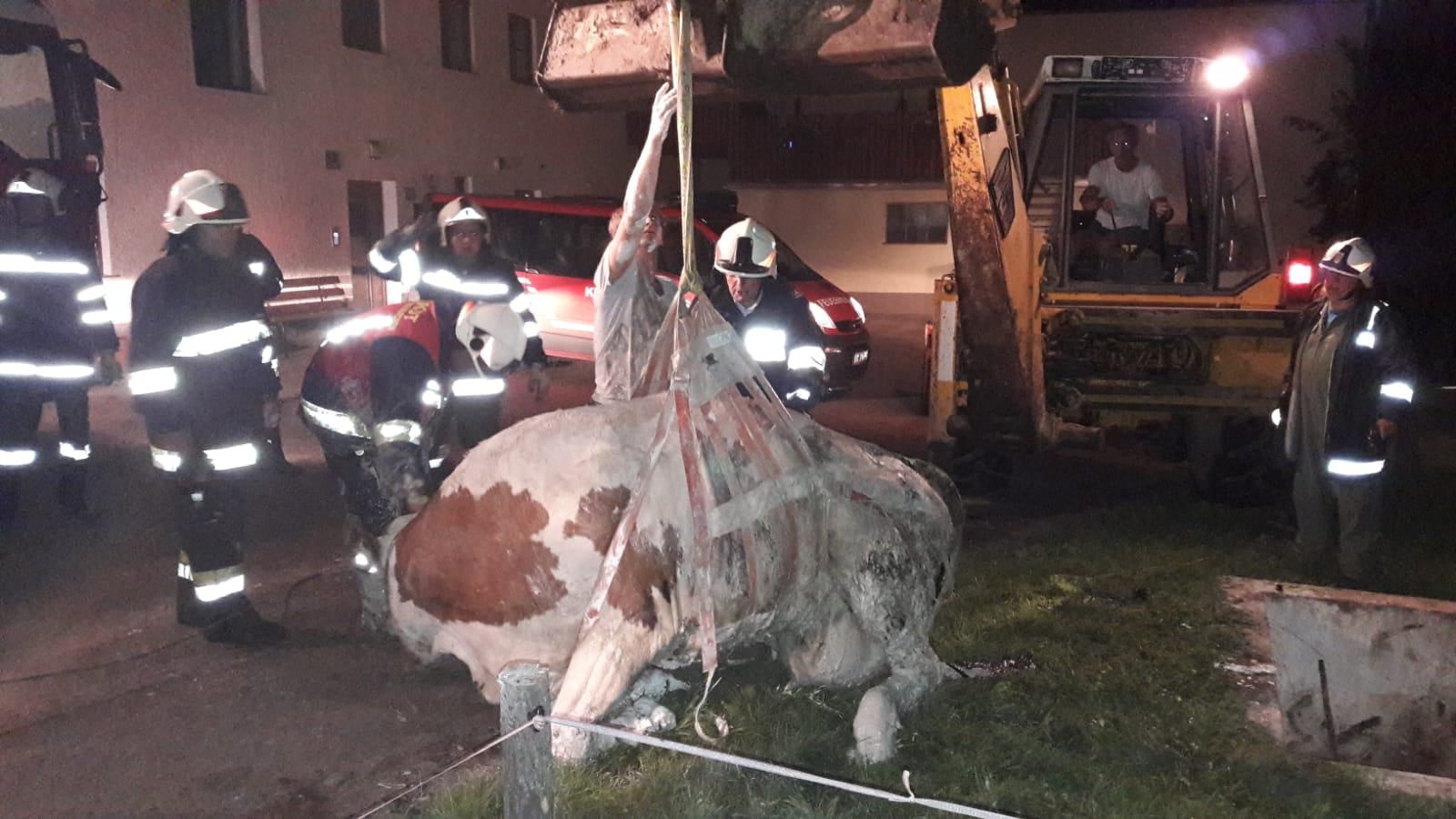 Mit einem Bagger wurde die Kuh aus der Grube geholt.