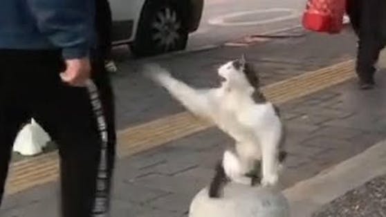 Dieser Stubentiger wurde aufgrund seiner Aggressivität jetzt zum Internet-Star.