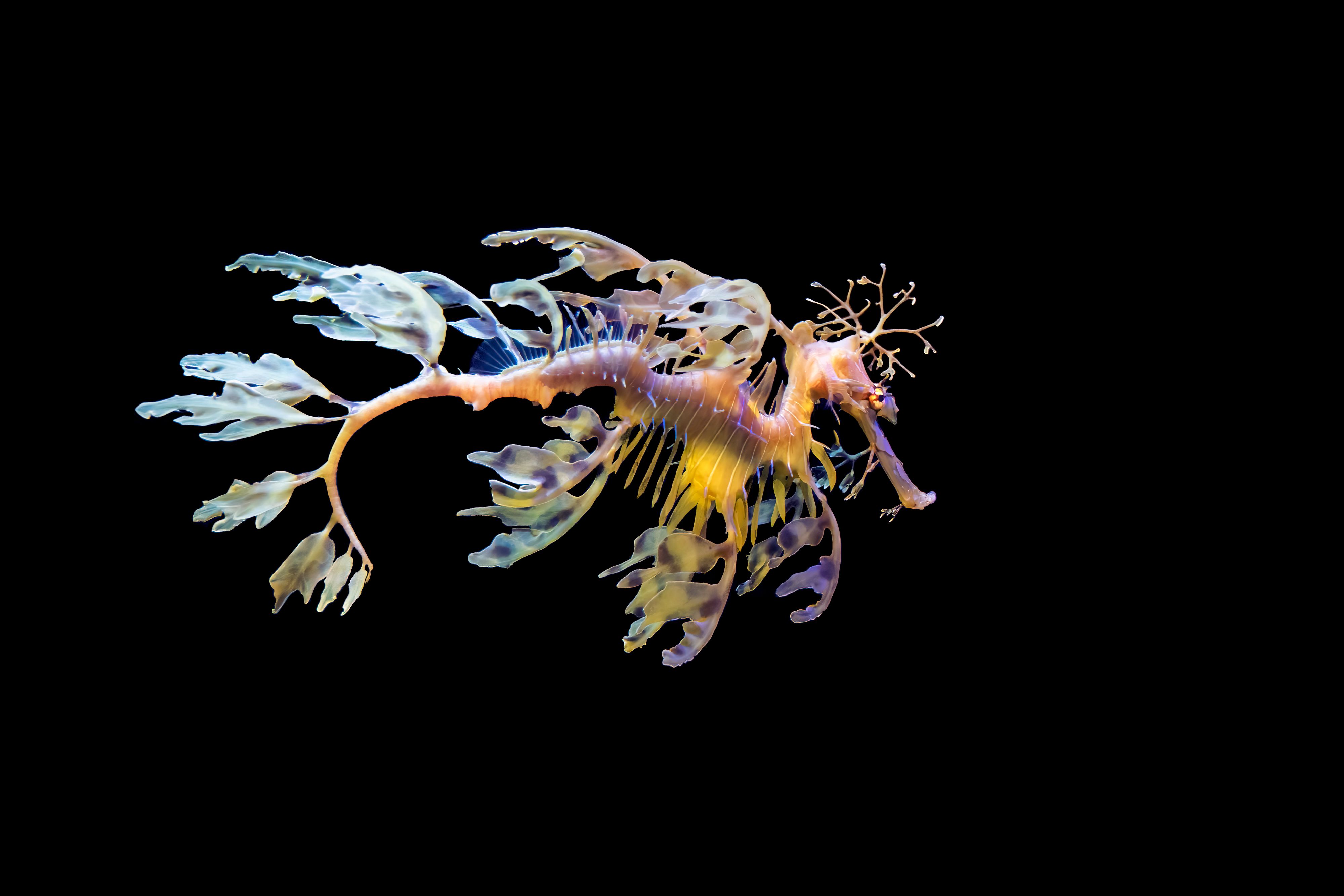 Leafy sea dragon (Phycodurus eques). The leaf-like protrusions serve as camouflage.